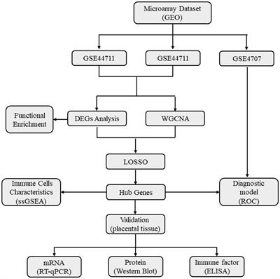 Unveiling immune tolerance pathways in preeclampsia placenta: implications for molecular targets and discovery of potential biomarkers